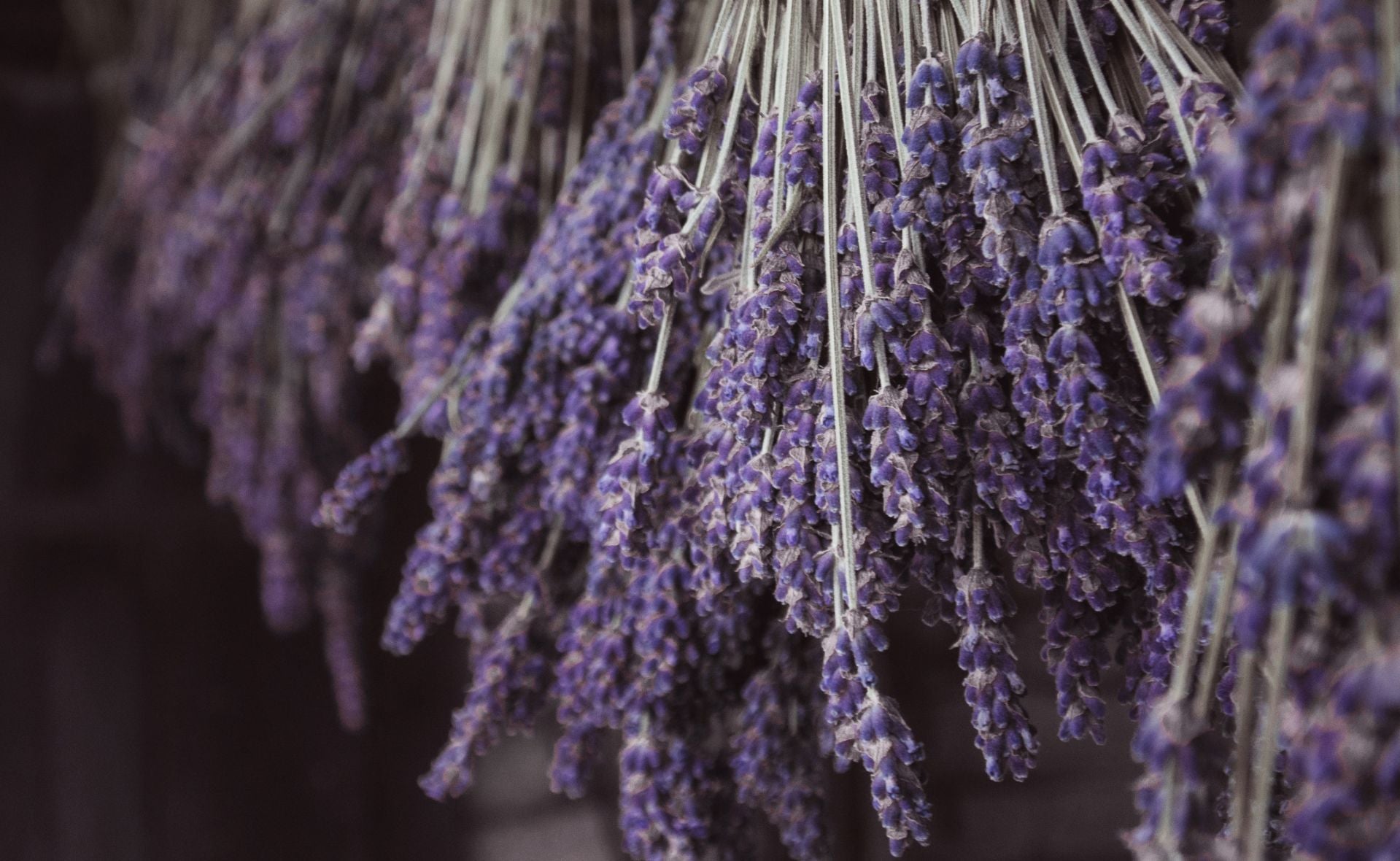 Lavendel als beruhigende Duftnote