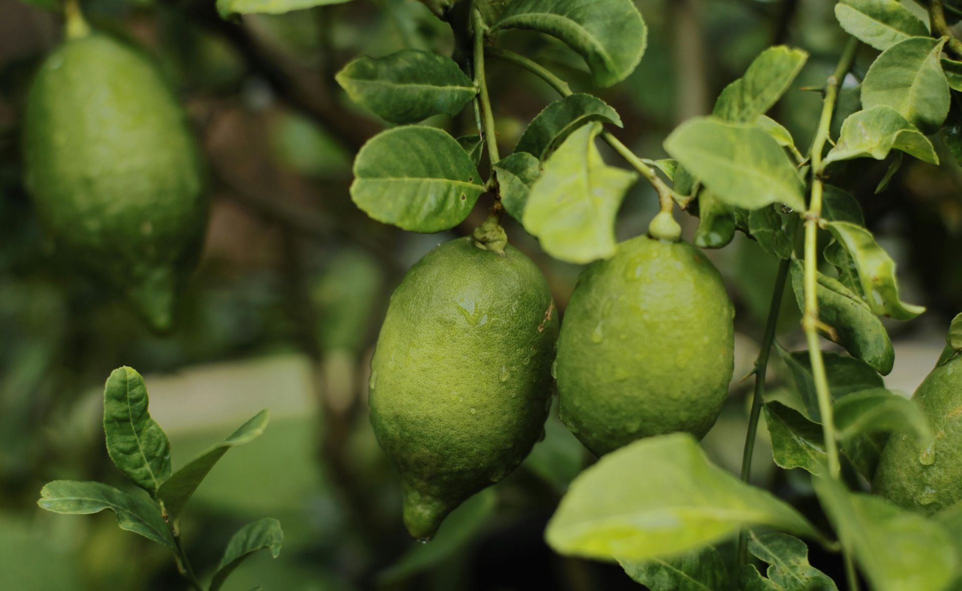 Limette als intensive Duftnote in Herrendüften