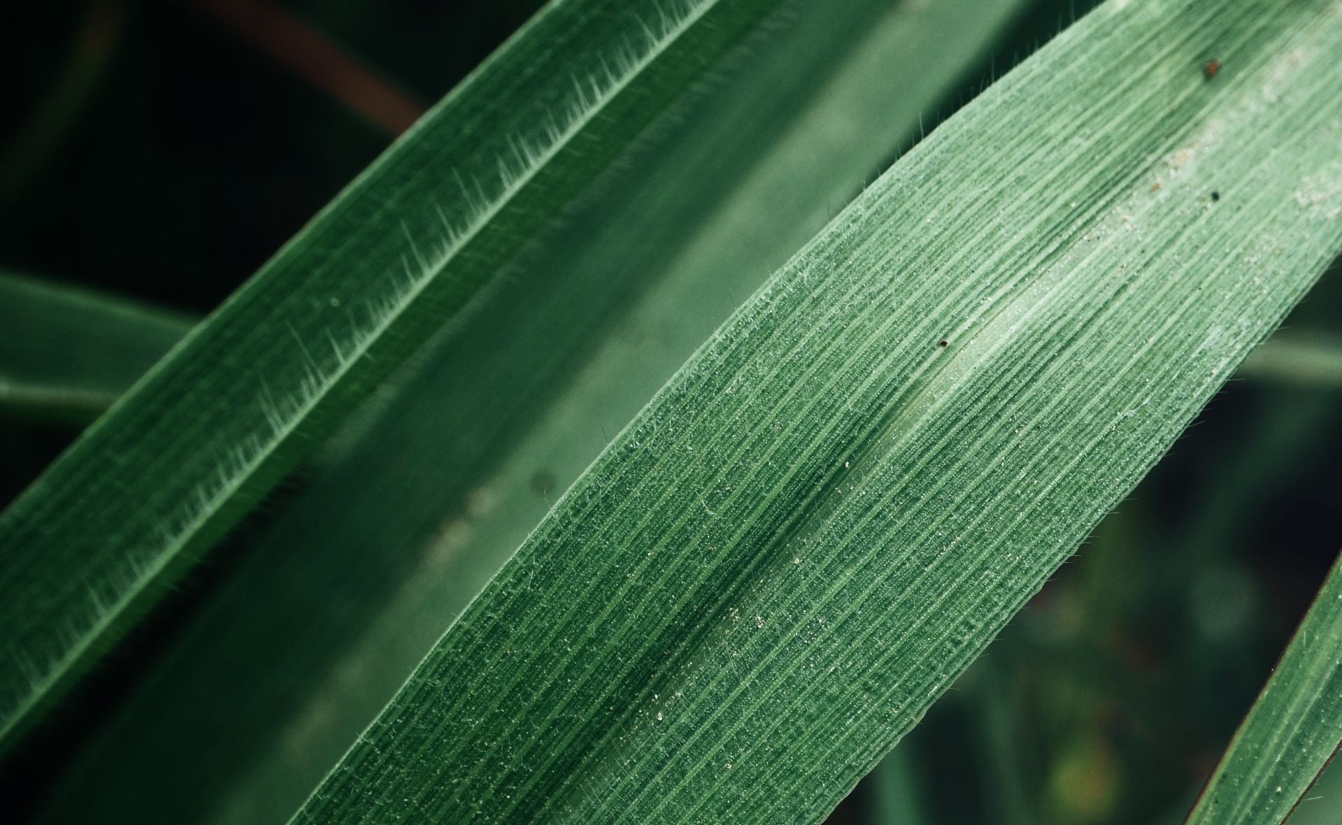 Vetiver als intensive Duftnote in Herrendüften